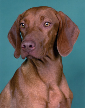 Pitswarren vizsla sales