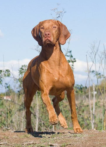 miami valley vizsla club